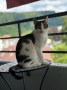 Nala (1)5